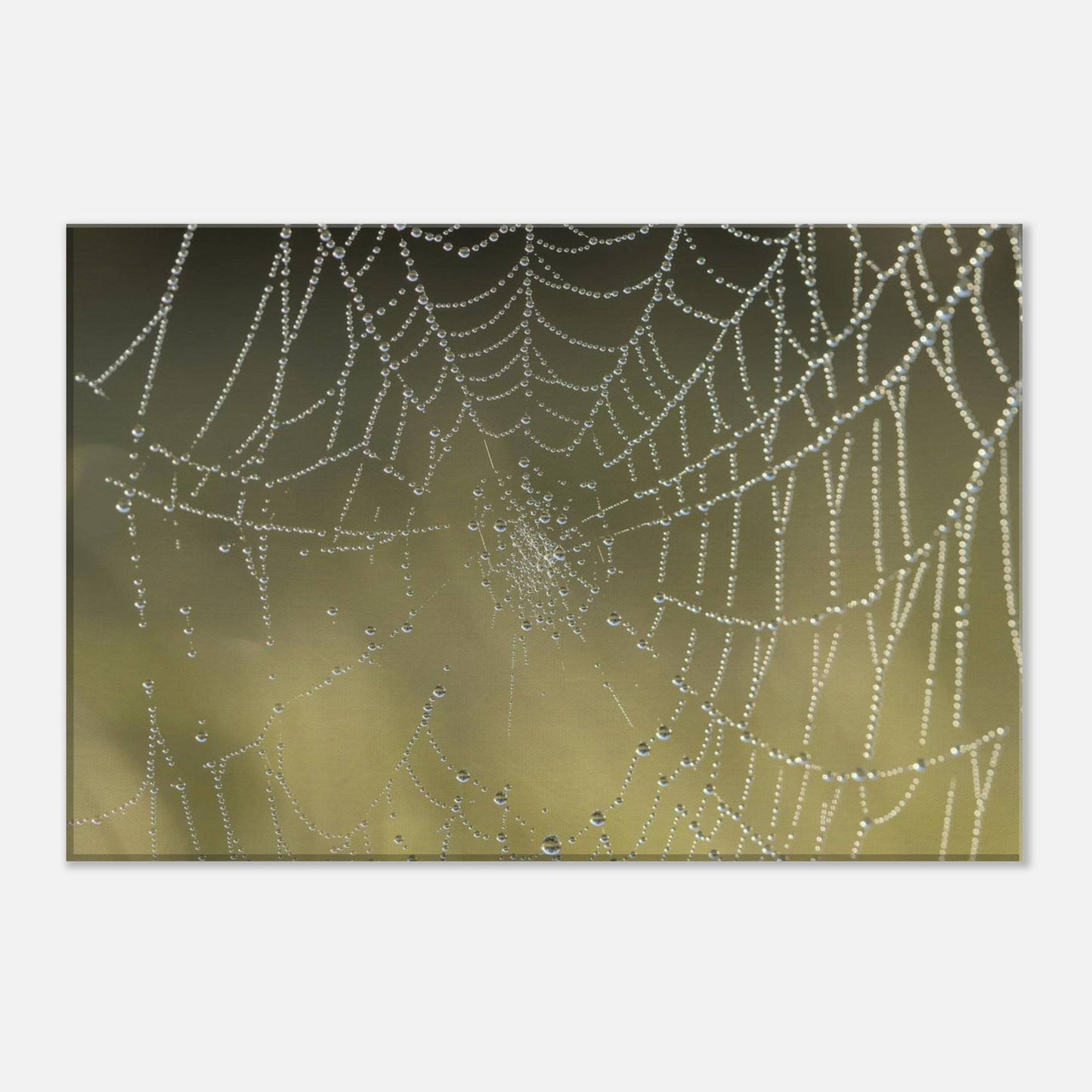 Web of Droplets