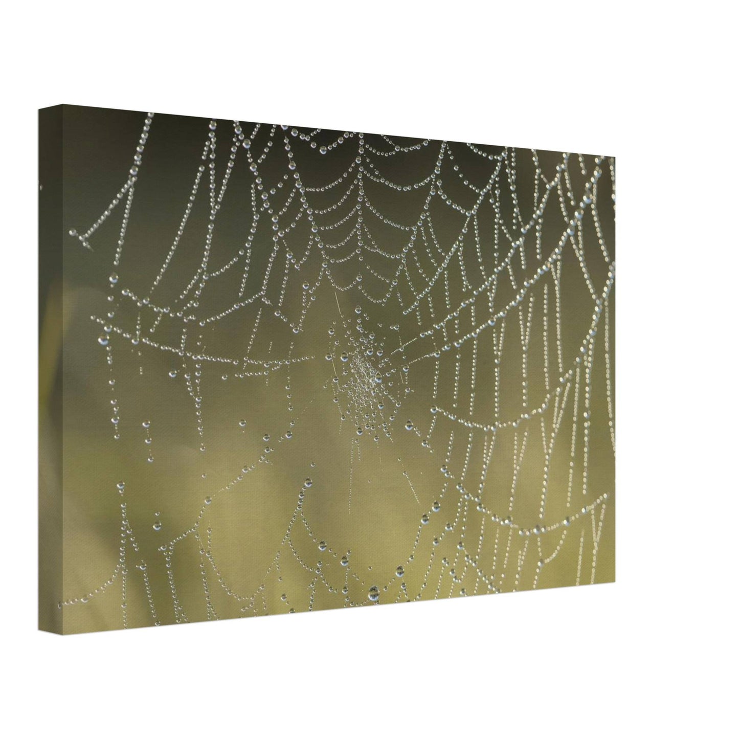 Web of Droplets