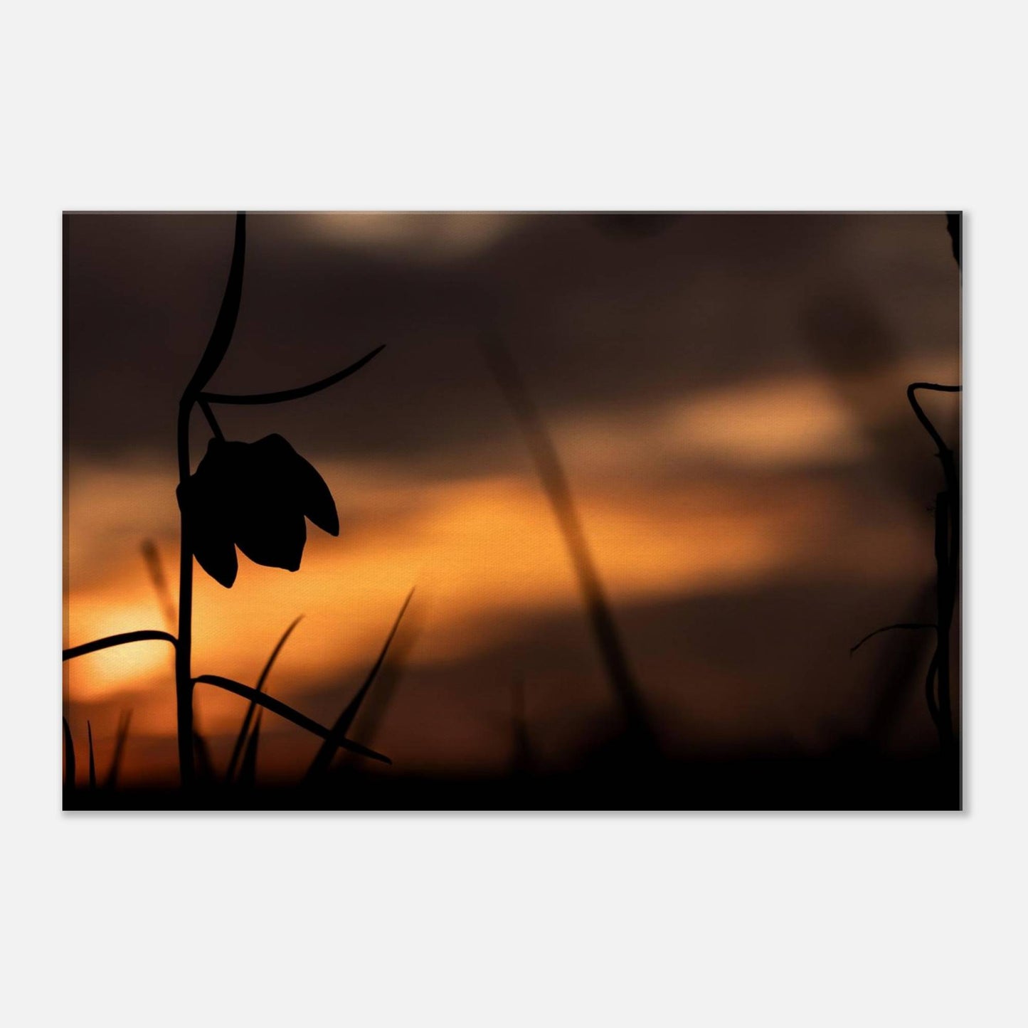 Sunset Flower