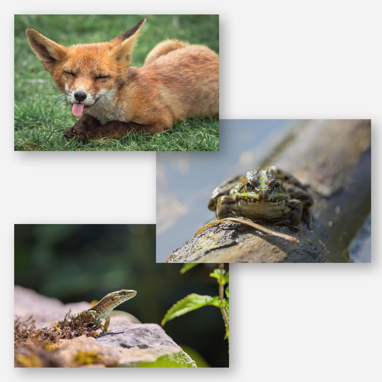 Animals