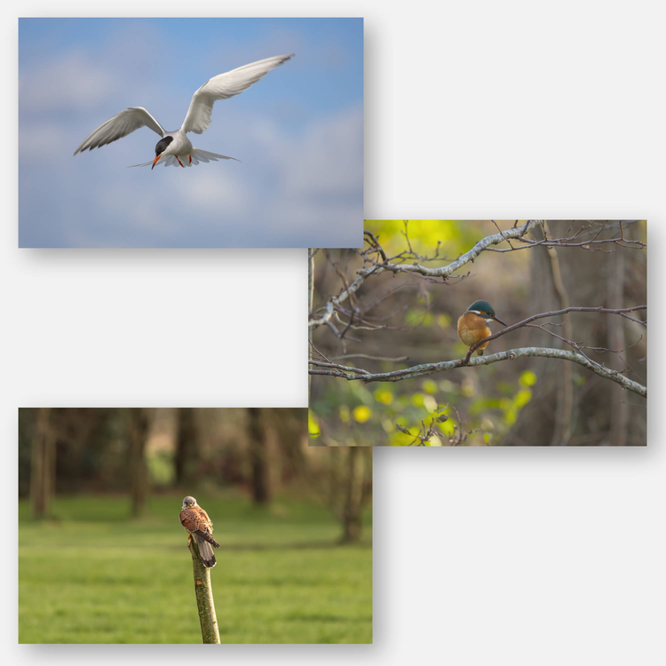 Birds