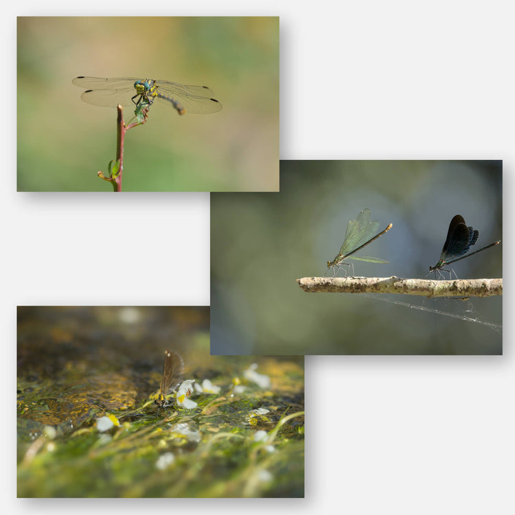 Dragonflies