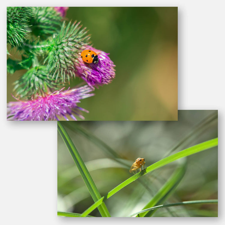 Insects
