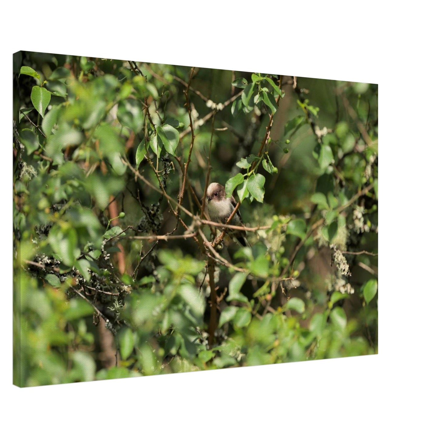 Bird Lying in Wait