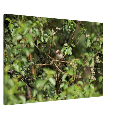 Bird Lying in Wait