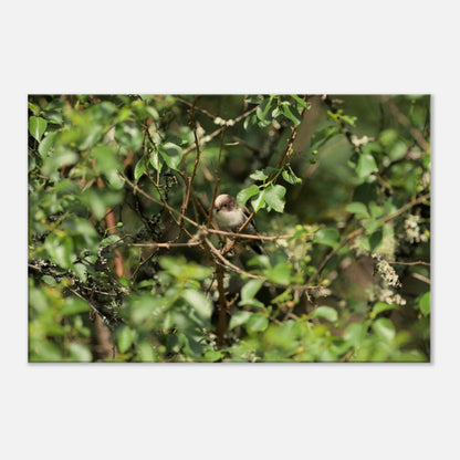 Bird Lying in Wait