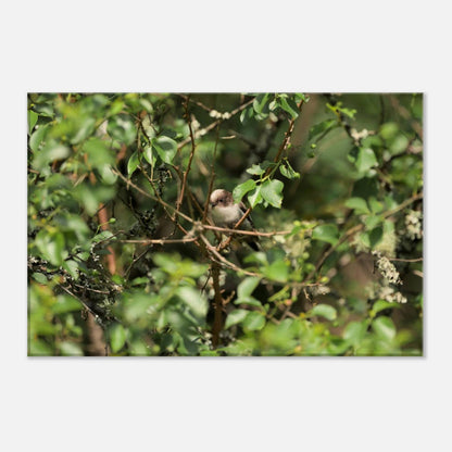 Bird Lying in Wait
