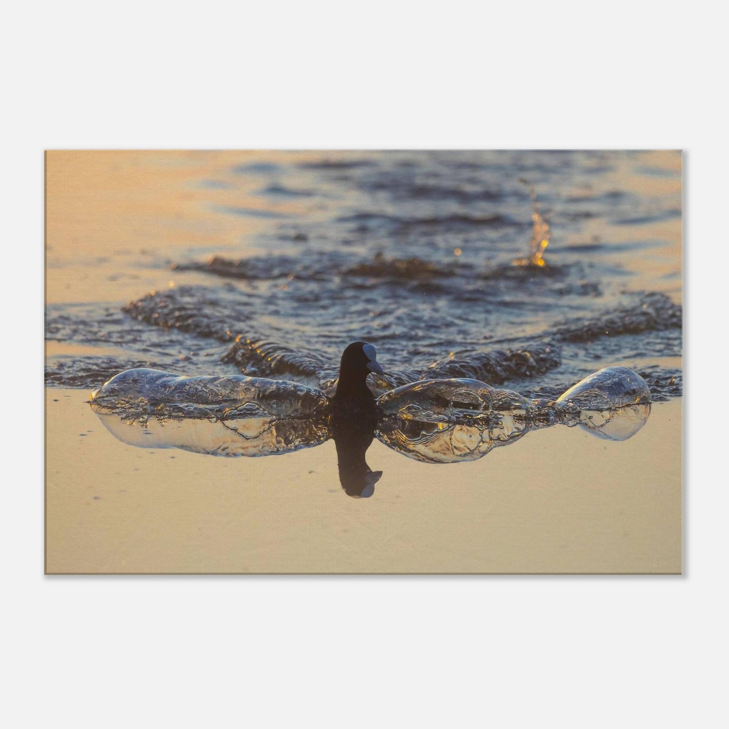 Flowing Coot