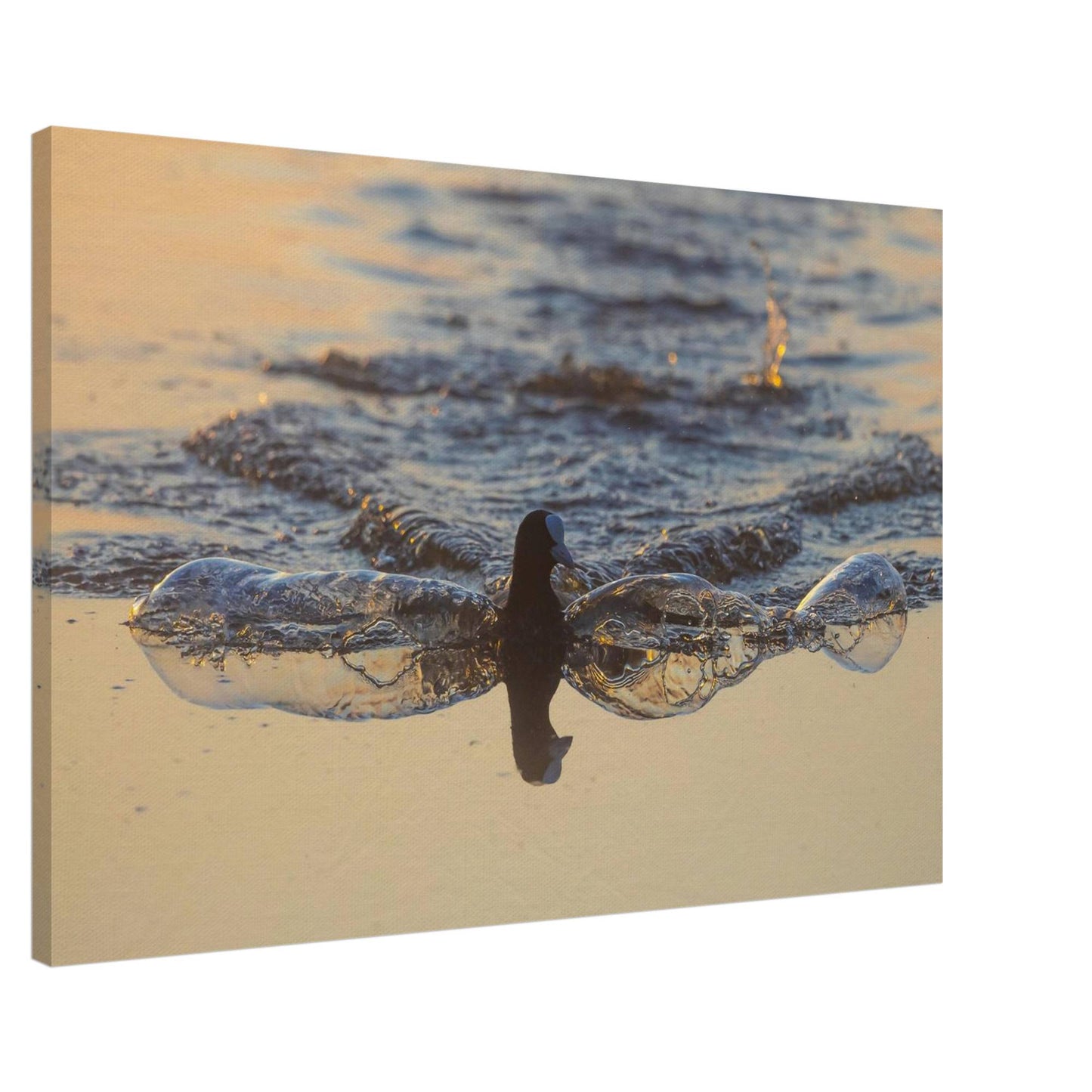 Flowing Coot
