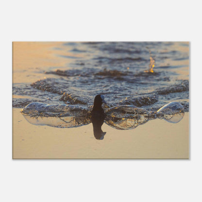 Flowing Coot