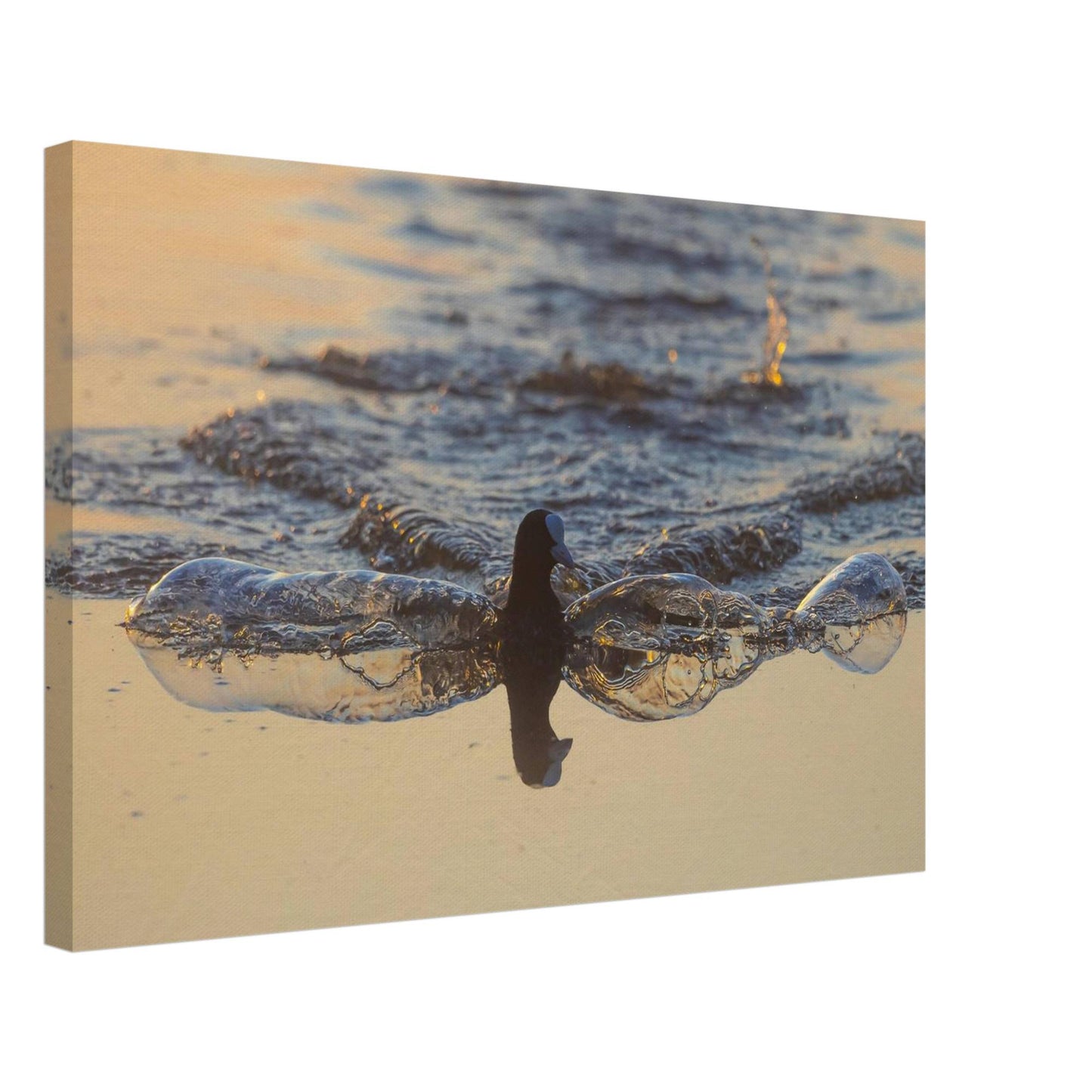 Flowing Coot