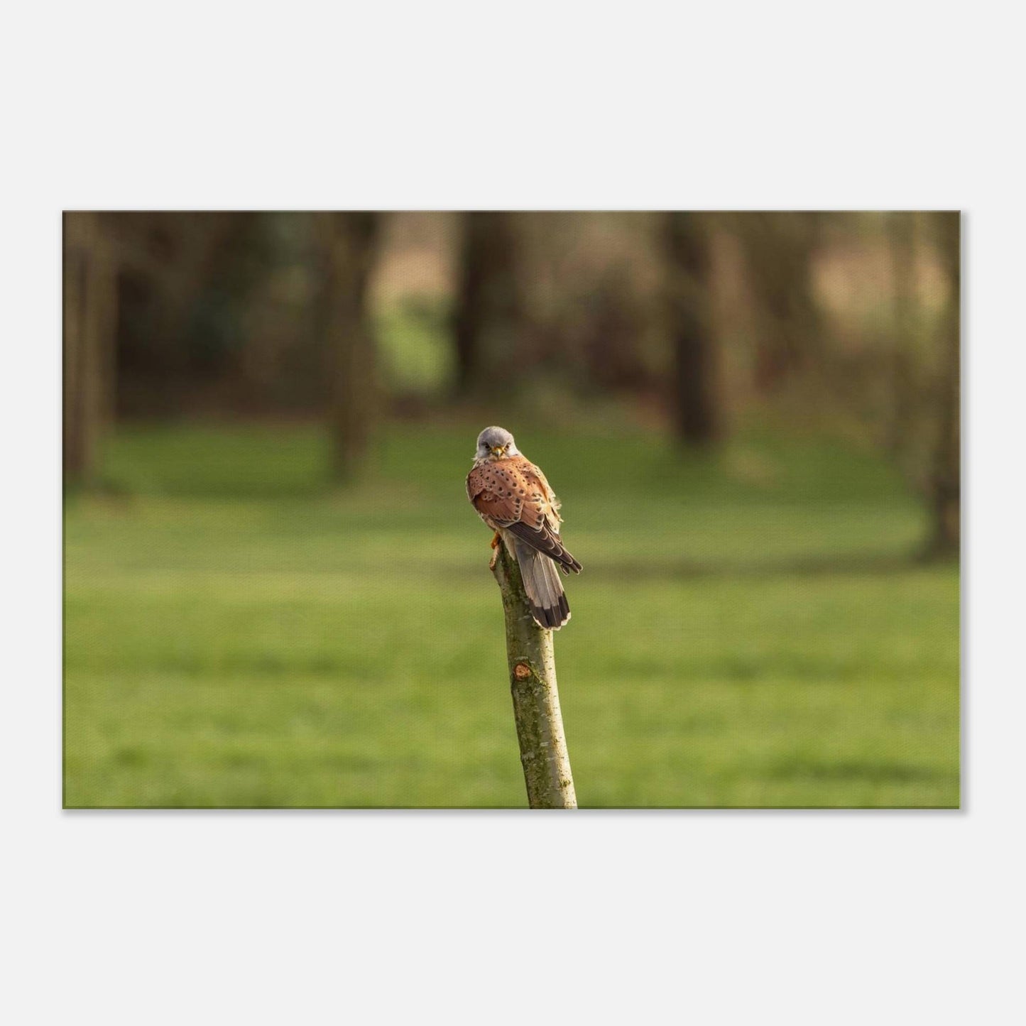 The Elegant Kestrel