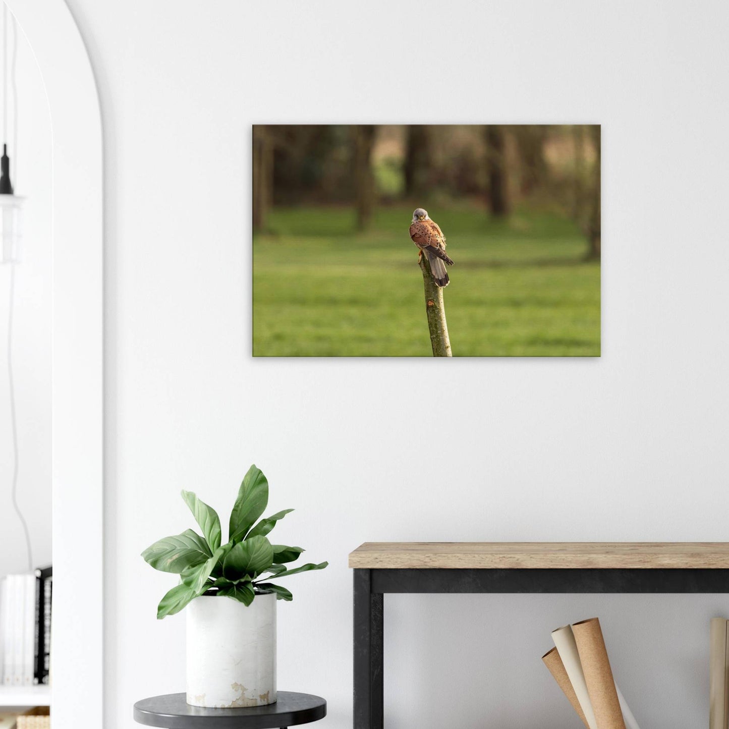The Elegant Kestrel