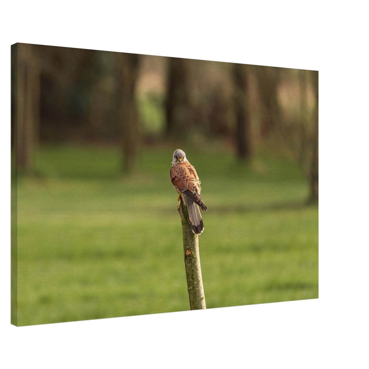 The Elegant Kestrel