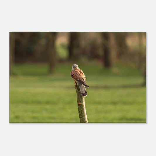 The Elegant Kestrel
