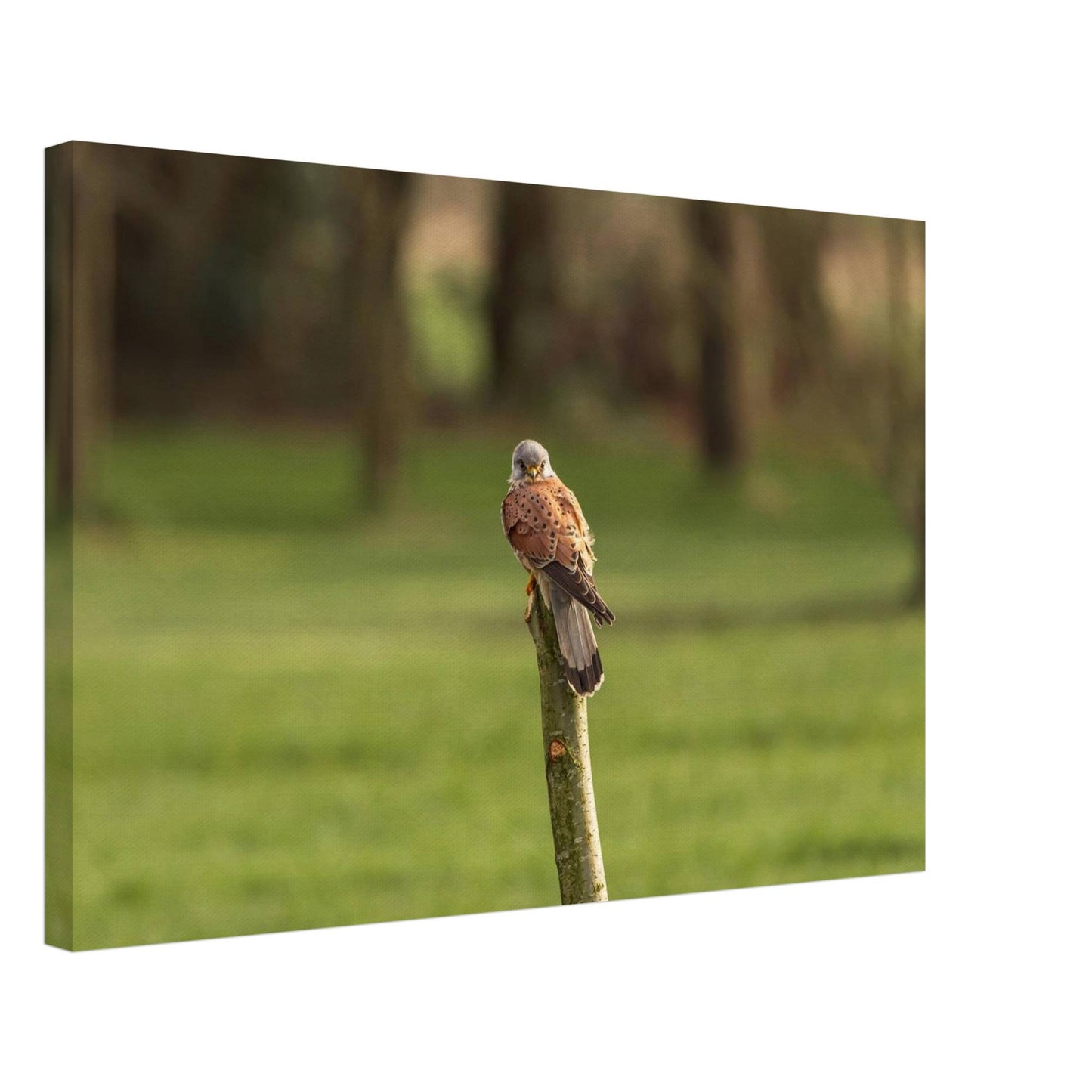 The Elegant Kestrel