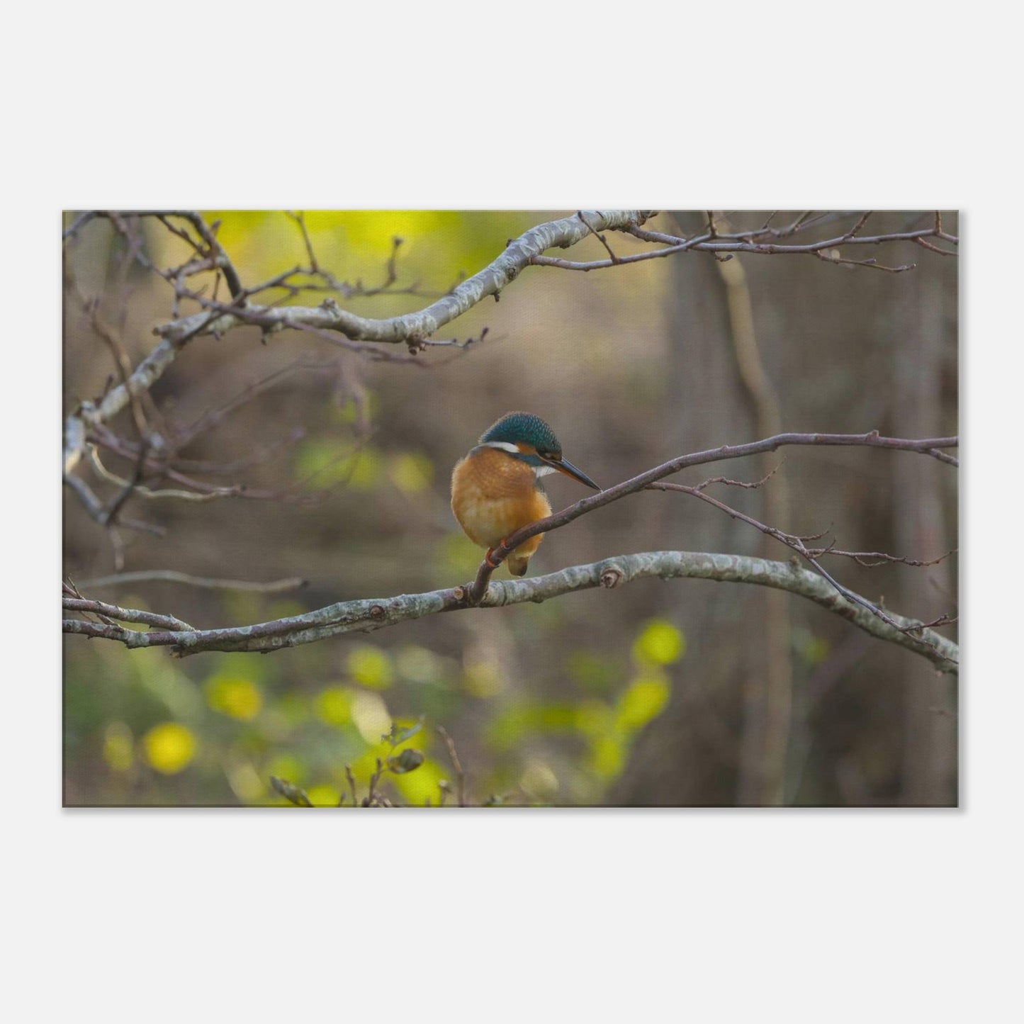 Mischievous Bird