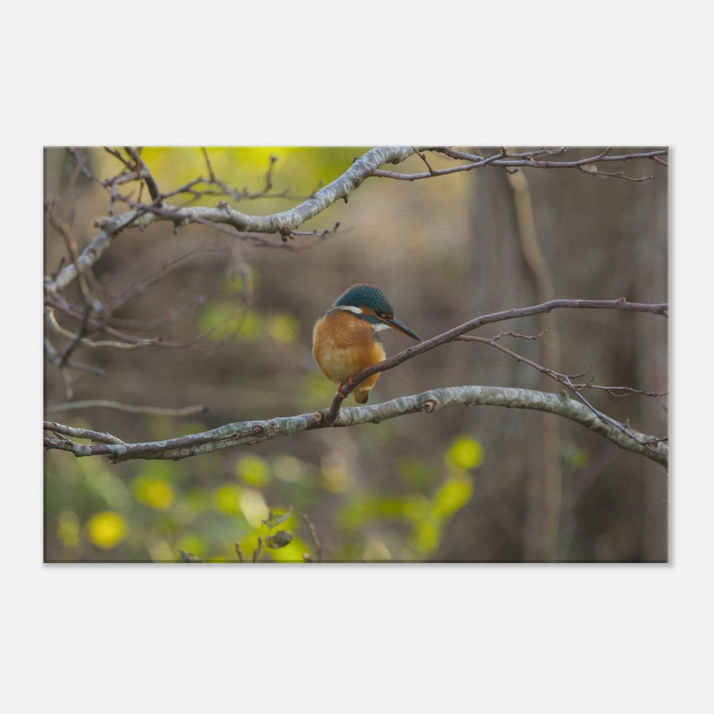 Mischievous Bird