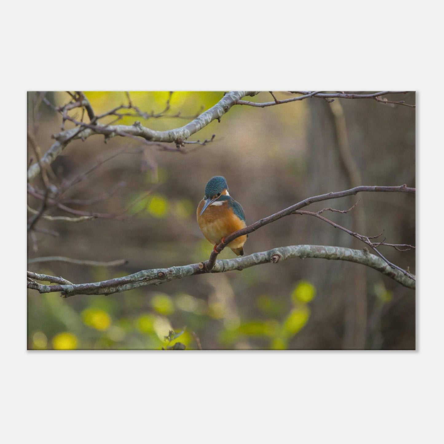 The Uncommon Kingfisher