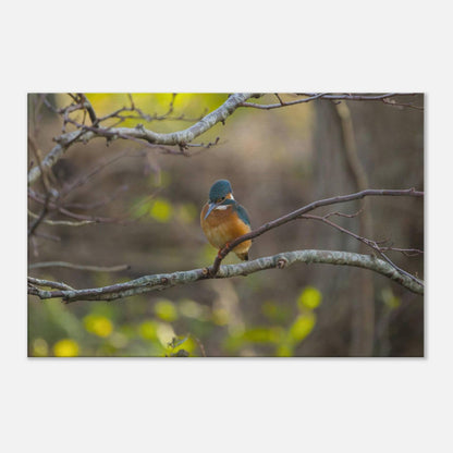 The Uncommon Kingfisher