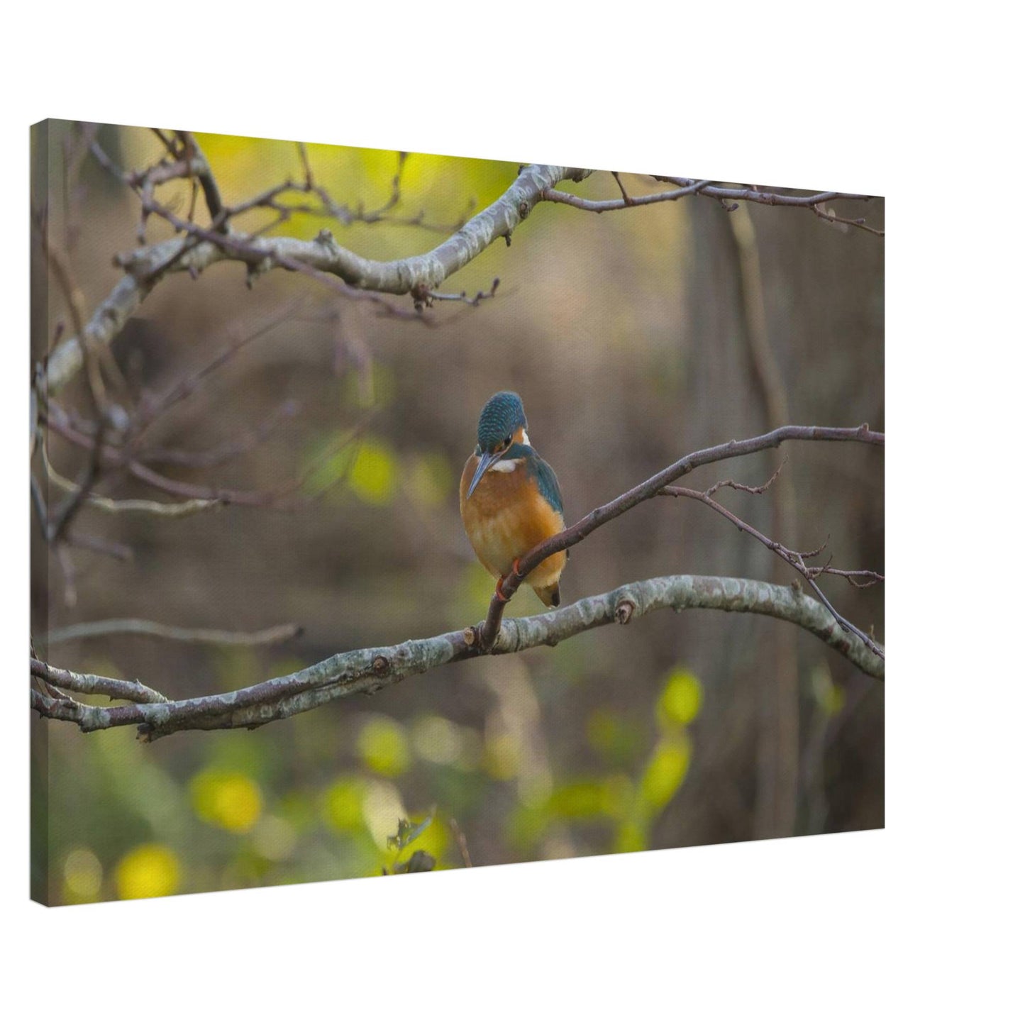 The Uncommon Kingfisher