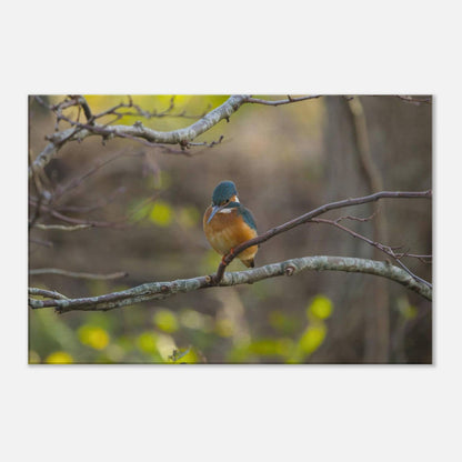 The Uncommon Kingfisher