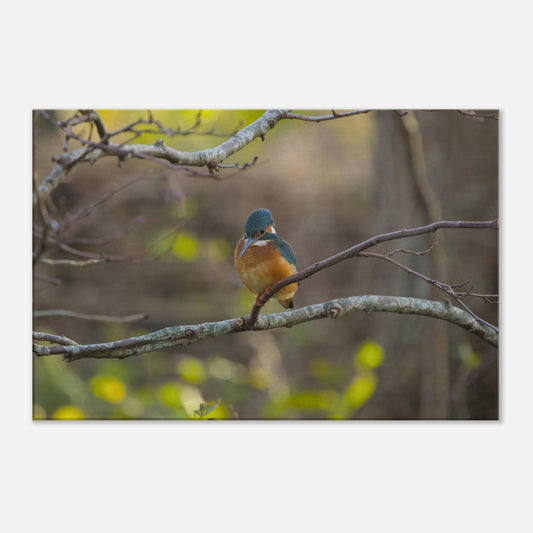 The Uncommon Kingfisher