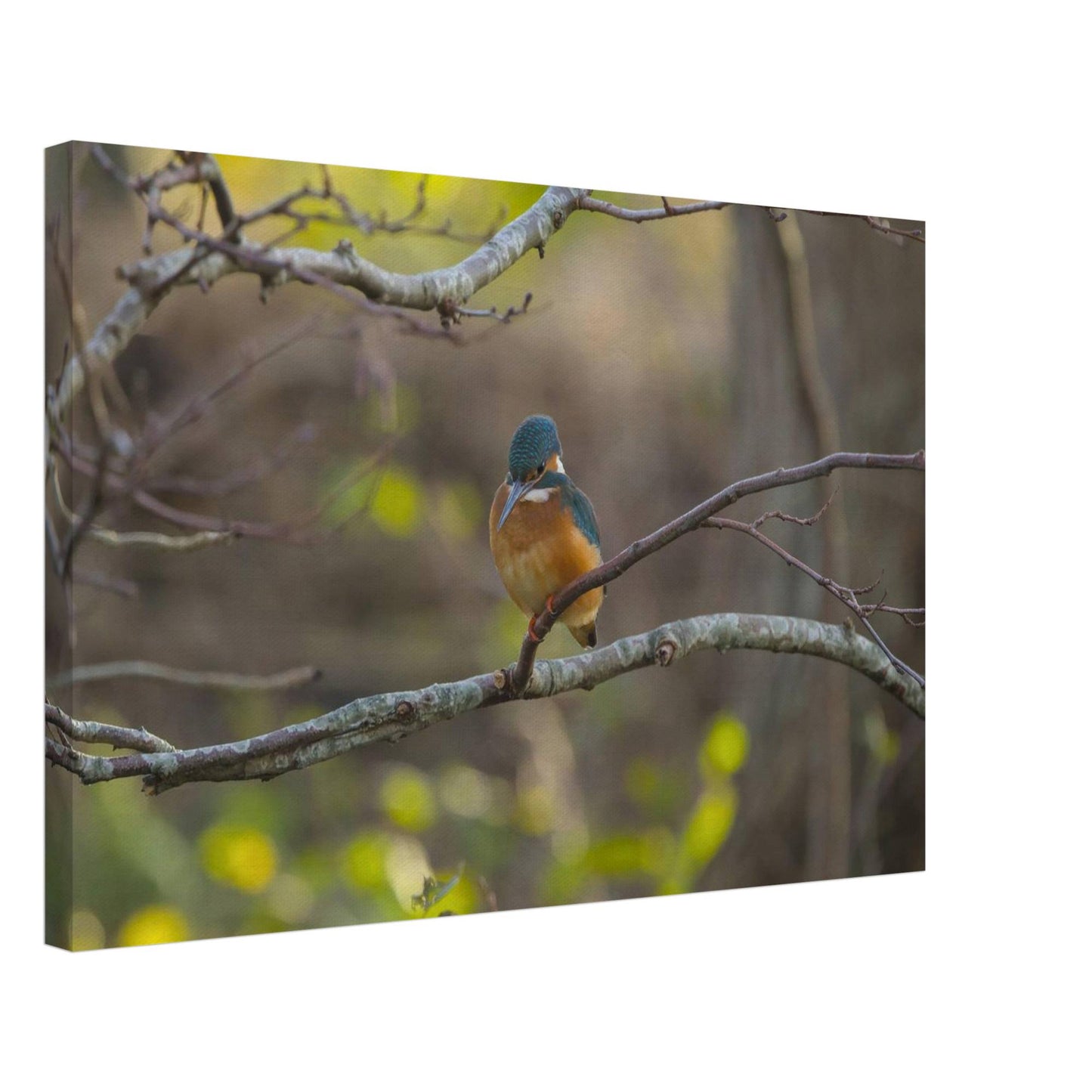 The Uncommon Kingfisher