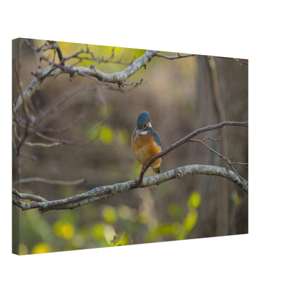 The Uncommon Kingfisher