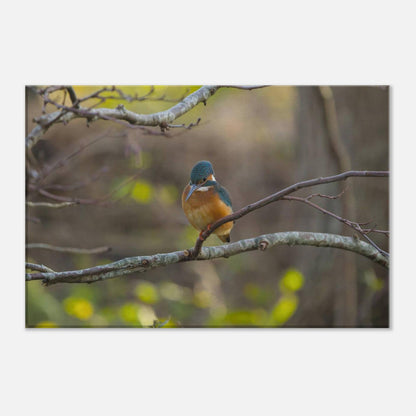 The Uncommon Kingfisher