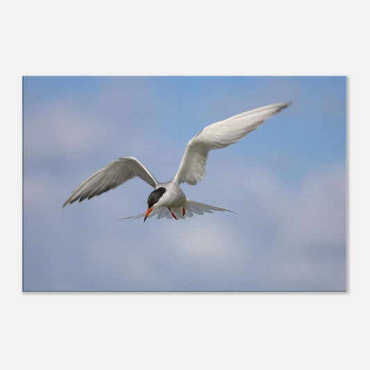 Silver Wings