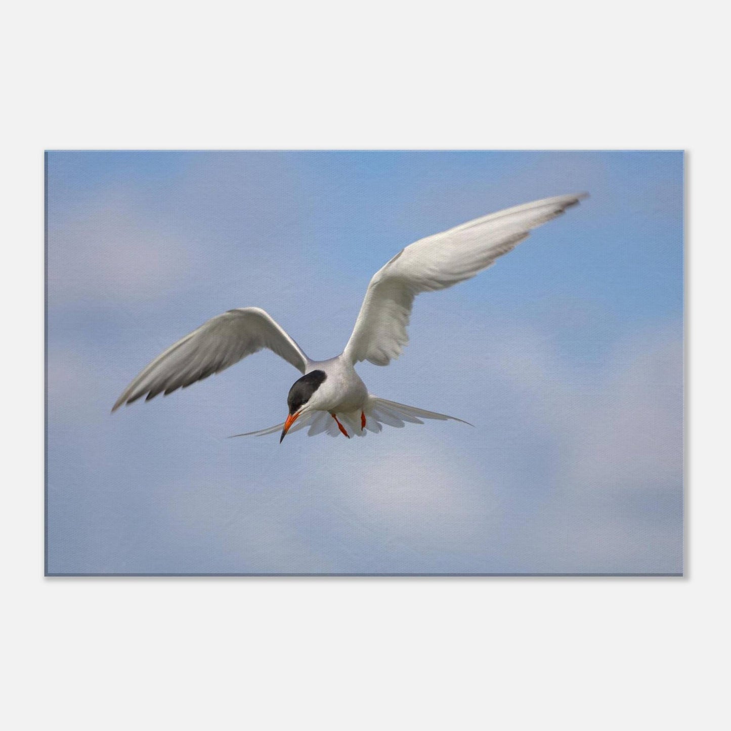 Silver Wings