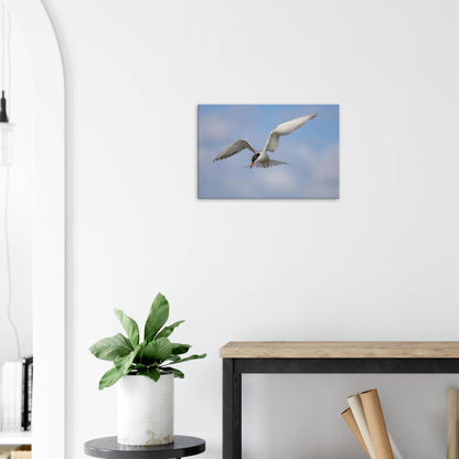 Silver Wings