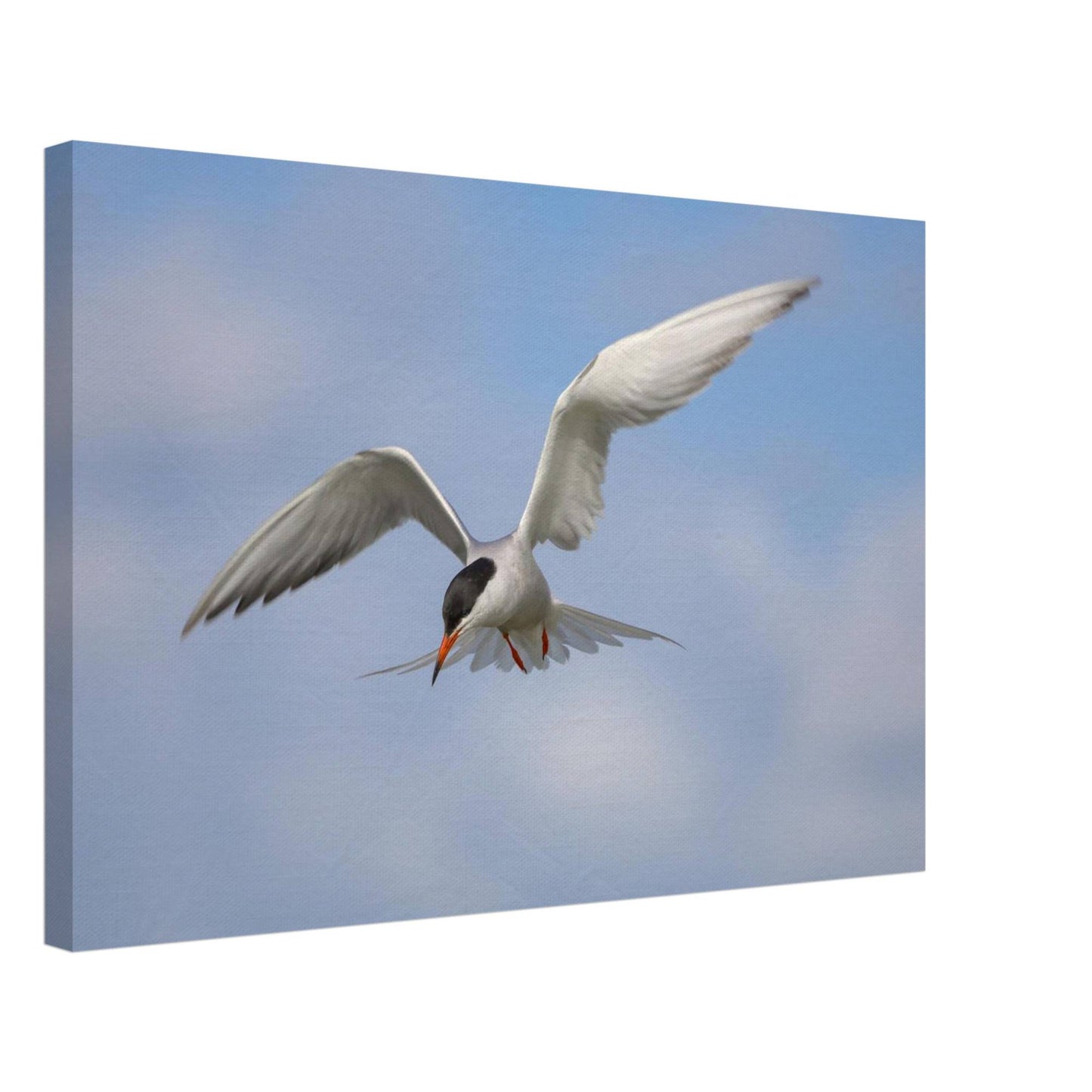 Silver Wings