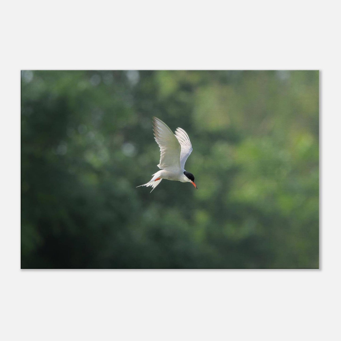He Who Flies