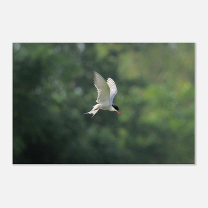 He Who Flies