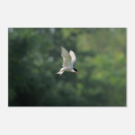He Who Flies