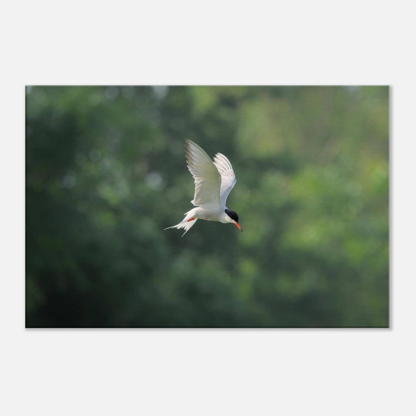 He Who Flies