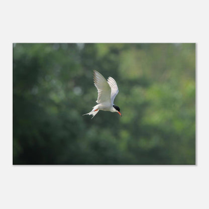 He Who Flies