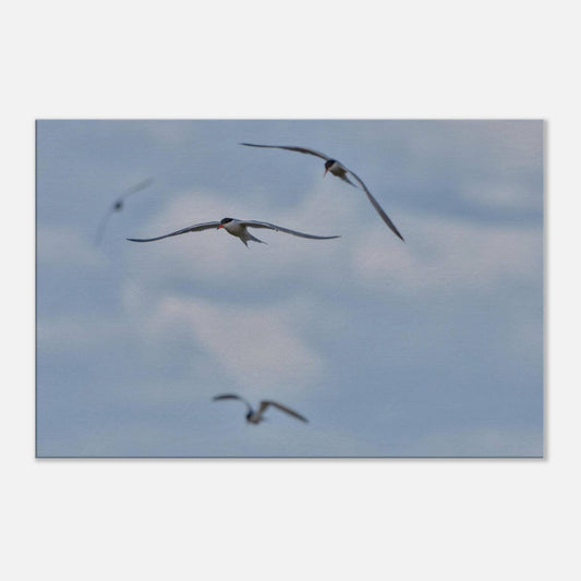 A Love Triangle of Terns