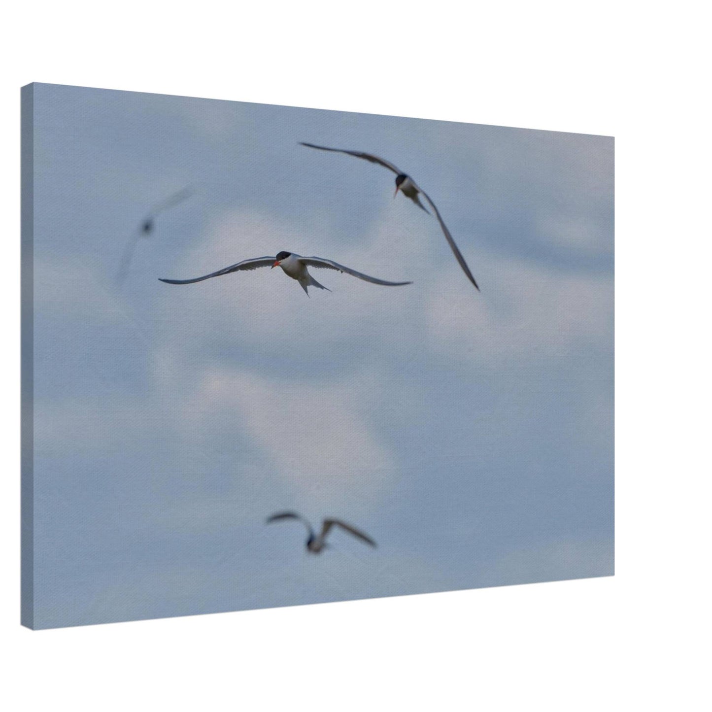 A Love Triangle of Terns