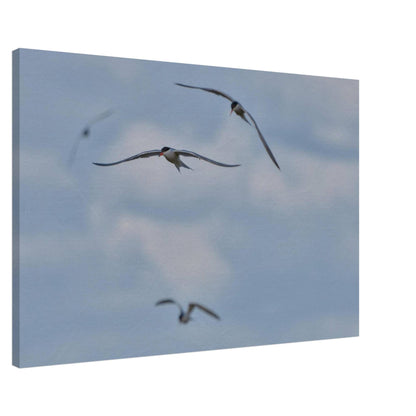 A Love Triangle of Terns