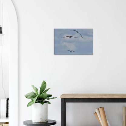 A Love Triangle of Terns