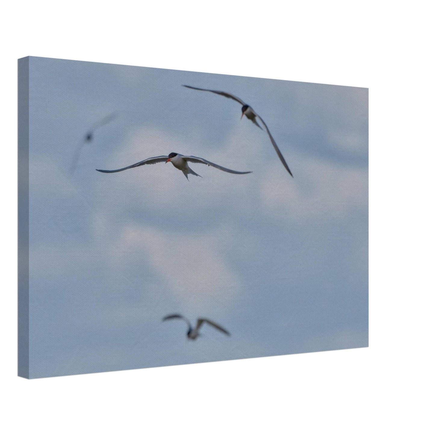 A Love Triangle of Terns