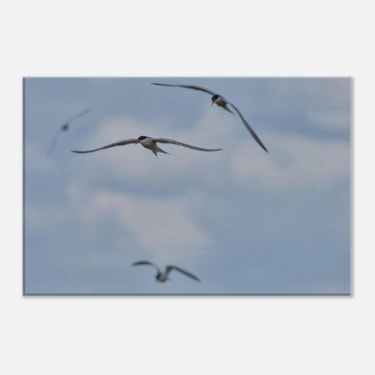A Love Triangle of Terns