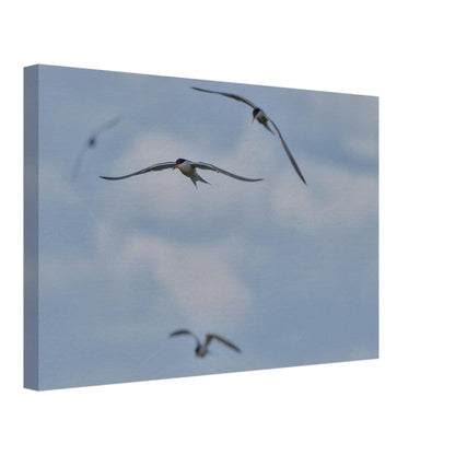 A Love Triangle of Terns