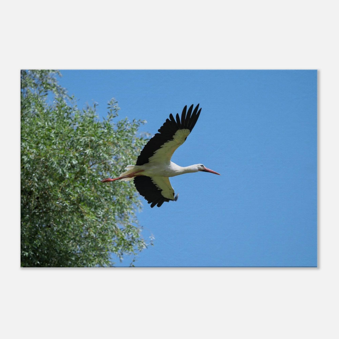 The Soaring White Stork