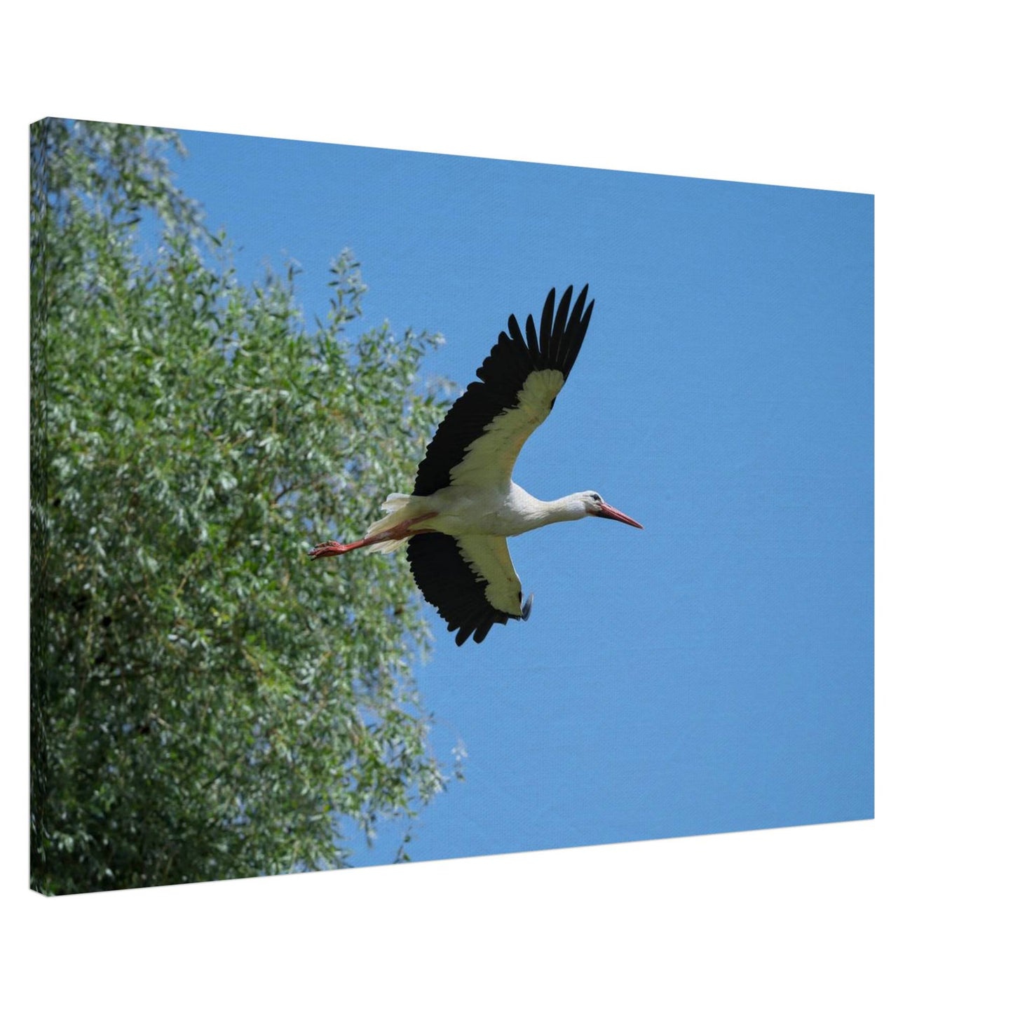 The Soaring White Stork