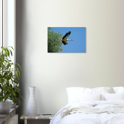 The Soaring White Stork