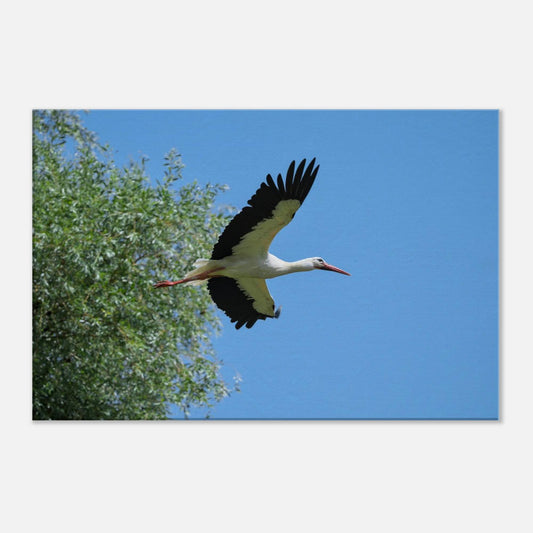The Soaring White Stork